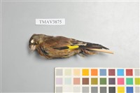 藏品(金翅雀)的圖片